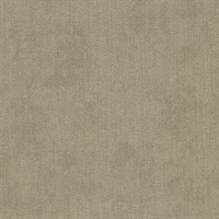 Coronado Morning Dove