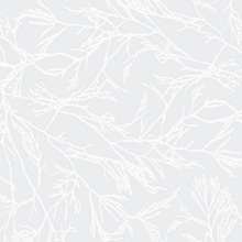 National Window Film Canyon Willow