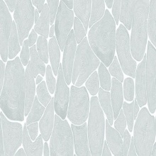 National Window Film Tree Rings