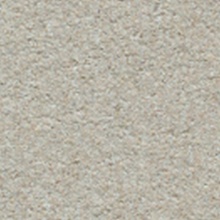 Natural Oyster Shell