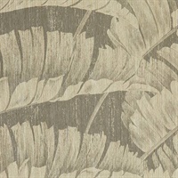 Pawleys Island Grand Strand