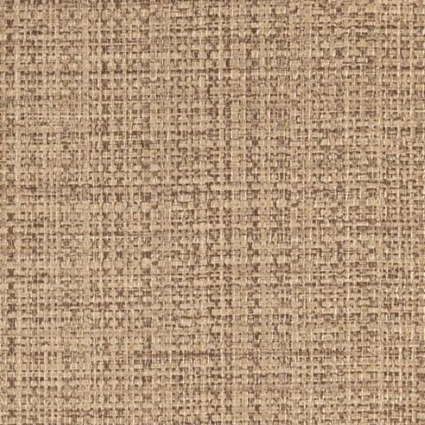 Safari Amaretto Lion