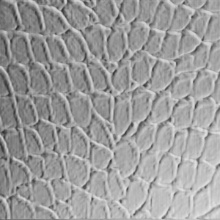 Tortoise Dimension Wall Brushed Aluminum