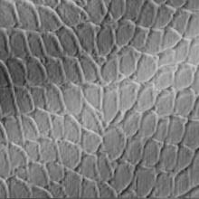 Tortoise Dimension Wall Brushed Stainless