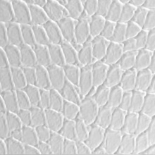 Tortoise Dimension Wall Paintable