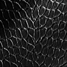 Tortoise Dimension Wall Polished Ebony