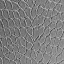 Tortoise Dimension Wall Silver Crosshatch