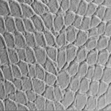 Tortoise Dimension Wall Silver